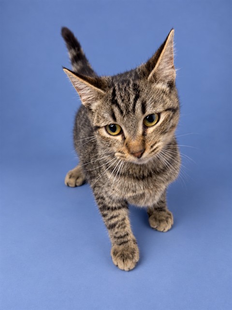 Shelter Stray Male Cat last seen , 1601 Airport Rd, Shelby, NC 28150, USA