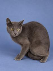 Shelter Stray Female Cat last seen , 1601 Airport Rd, Shelby, NC 28150, USA