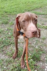 Shelter Stray Male Dog last seen Near BLOCK E HARMONY LAKE CIR, DAVIE FL 33324, 2400 SW 42nd St, Fort Lauderdale, FL 33312, USA