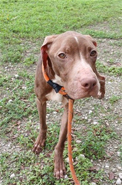 Shelter Stray Male Dog last seen Near BLOCK E HARMONY LAKE CIR, DAVIE FL 33324, 2400 SW 42nd St, Fort Lauderdale, FL 33312, USA