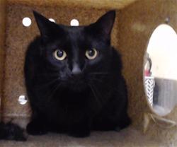 Shelter Stray Female Cat last seen Near BLOCK E. CANAL DR. AURORA 80011, 1241 W Bayaud Ave, Denver, CO 80223, USA