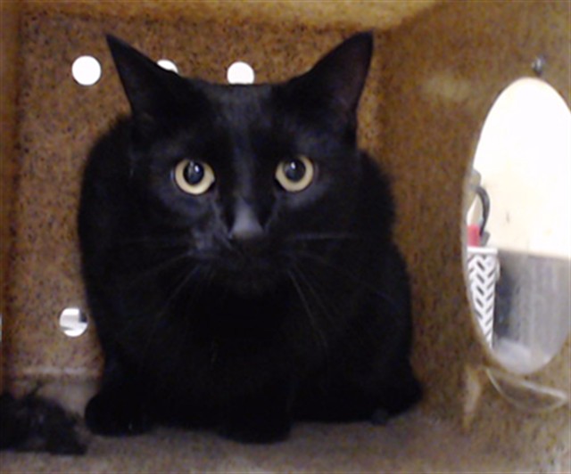 Shelter Stray Female Cat last seen Near BLOCK E. CANAL DR. AURORA 80011, 1241 W Bayaud Ave, Denver, CO 80223, USA