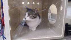 Shelter Stray Male Cat last seen Near BLOCK N TEJON ST, DENVER CO 80221, 1241 W Bayaud Ave, Denver, CO 80223, USA