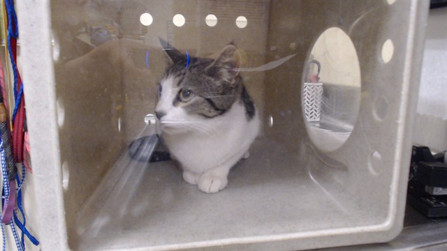 Shelter Stray Male Cat last seen Near BLOCK N TEJON ST, DENVER CO 80221, 1241 W Bayaud Ave, Denver, CO 80223, USA