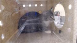 Shelter Stray Male Cat last seen Near BLOCK N TEJON ST, DENVER CO 80221, 1241 W Bayaud Ave, Denver, CO 80223, USA