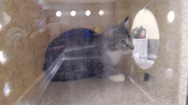 Shelter Stray Male Cat last seen Near BLOCK N TEJON ST, DENVER CO 80221, 1241 W Bayaud Ave, Denver, CO 80223, USA