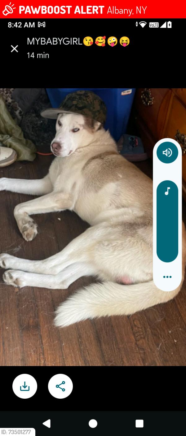 Lost Male Dog last seen Central Ave and quail st, Albany, NY 12206