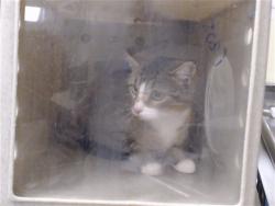 Shelter Stray Female Cat last seen Near BLOCK N TEJON ST, DENVER CO 80221, 1241 W Bayaud Ave, Denver, CO 80223, USA
