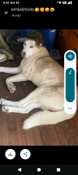 Lost Male Dog last seen Central Ave and quail st, Albany, NY 12206