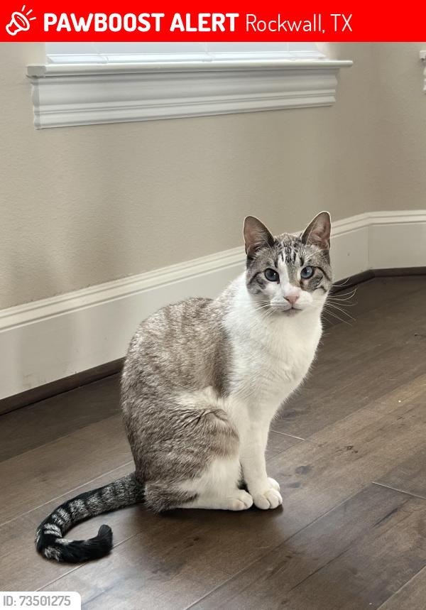 Lost Male Cat last seen Near buffalo creek golf course, Rockwall, TX 75032