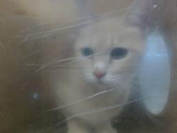 Shelter Stray Female Cat last seen , 2811 SE 29th St, Oklahoma City, OK 73129, USA