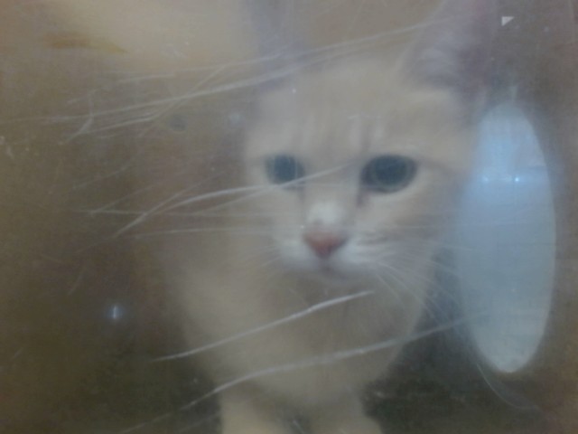 Shelter Stray Female Cat last seen , 2811 SE 29th St, Oklahoma City, OK 73129, USA