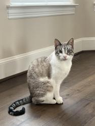 Lost Male Cat last seen Near buffalo creek golf course, Rockwall, TX 75032