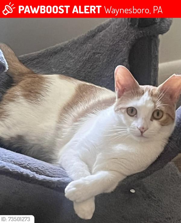 Lost Male Cat last seen Valley Terrace, Waynesboro, PA 17268