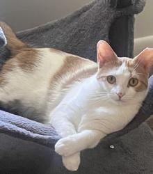 Lost Male Cat last seen Valley Terrace, Waynesboro, PA 17268