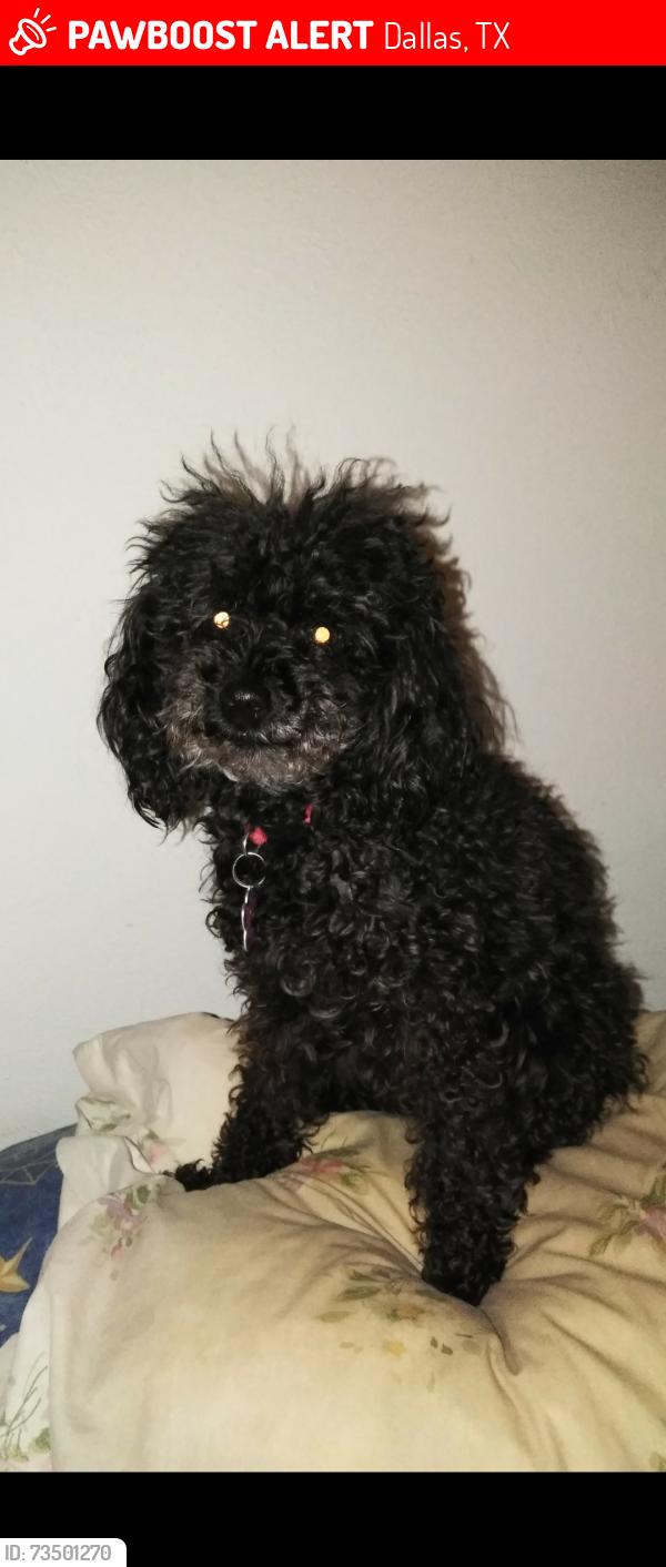 Lost Female Dog last seen Alhambra st, Dallas, TX 75217