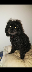 Lost Female Dog last seen Alhambra st, Dallas, TX 75217