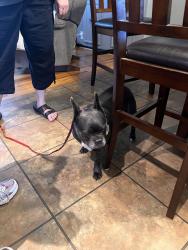 Reunited Female Dog last seen Yeatman rd and old colerain, Cincinnati, OH 45252
