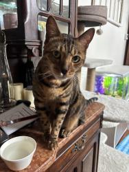 Reunited Male Cat last seen Doerre Intermediate School, Spring, TX 77379