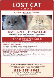 Lost Male Cat last seen utopia pkwy& bagley ave, Queens, NY 11358