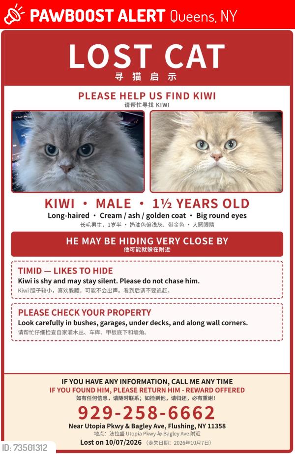 Lost Male Cat last seen utopia pkwy& bagley ave, Queens, NY 11358
