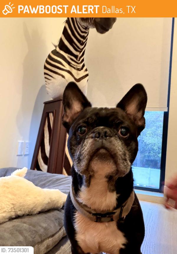 Found/Stray Male Dog last seen Near Denton Drive Cutoff, Dallas, TX 75220