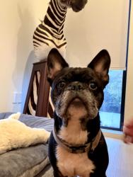 Found/Stray Male Dog last seen Near Denton Drive Cutoff, Dallas, TX 75220