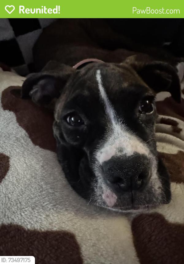 Reunited Female Dog last seen dorr and centennial, Toledo, OH 43617