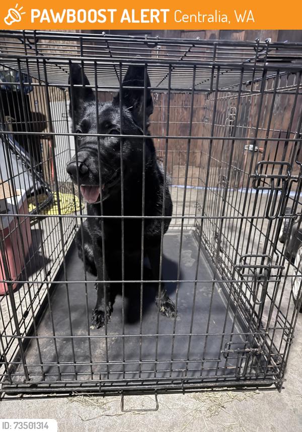 Found/Stray Unknown Dog last seen Marion and Warren, Centralia, WA 98531
