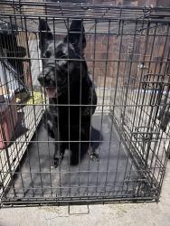 Found/Stray Unknown Dog last seen Marion and Warren, Centralia, WA 98531