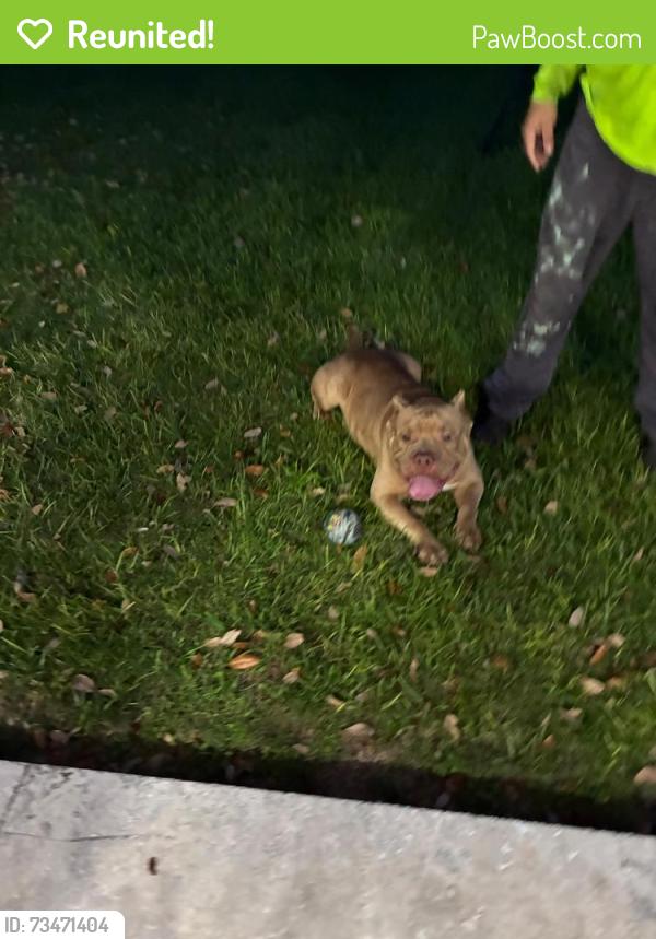 Reunited Male Dog last seen NW 12st hmstd fl 33030, Homestead, FL 33030