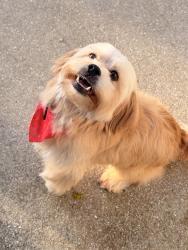 Reunited Male Dog last seen Haverhill and Lake Worth rd, Greenacres, FL 33463