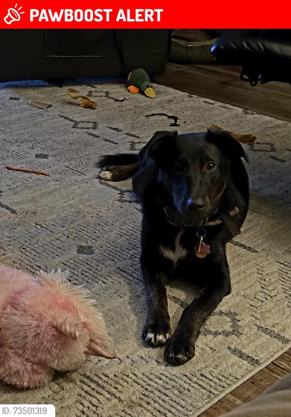 Lost Female Dog last seen Harris Road, Wayne Township, PA 16201