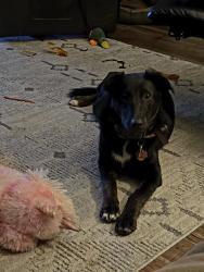 Lost Female Dog last seen Harris Road, Wayne Township, PA 16201