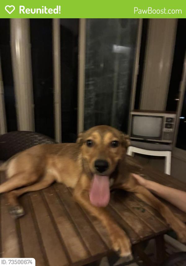 Reunited Female Dog last seen Lotus Dr and Warrior Dr, Round Lake Heights, IL 60073