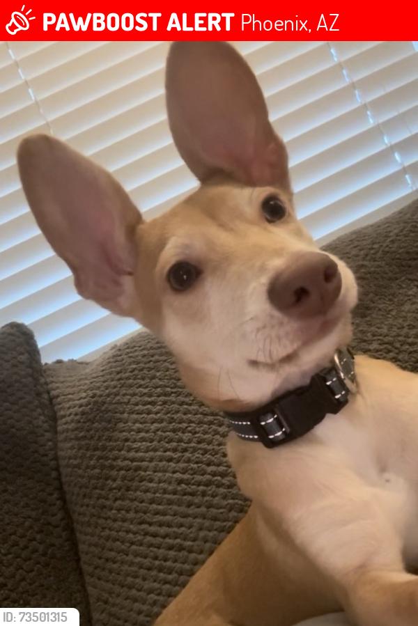 Lost Male Dog last seen 35th/ 36th ave and Glendale, Phoenix, AZ 85051