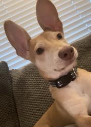 Lost Male Dog last seen 35th/ 36th ave and Glendale, Phoenix, AZ 85051