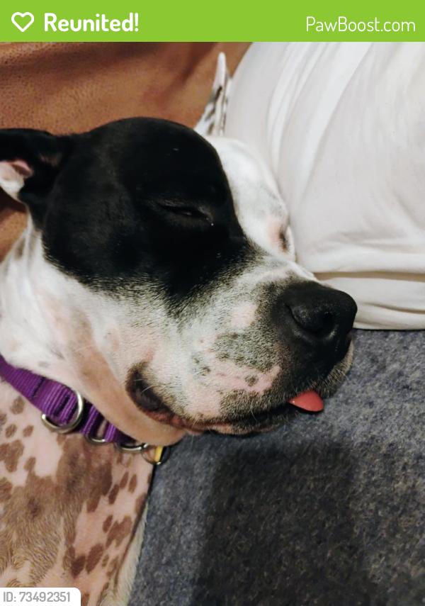 Reunited Male Dog last seen Near 55th St, Kenosha, WI 53140