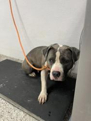 Shelter Stray Female Dog last seen Near Watson St, Belmont, NC, 1491 Business Park Ct, Gastonia, NC 28052, USA
