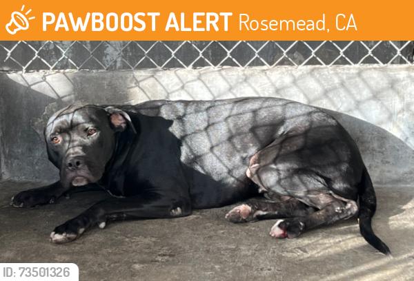 Found/Stray Unknown Dog last seen Guess Street, Rosemead, CA 91770