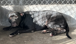 Found/Stray Unknown Dog last seen Guess Street, Rosemead, CA 91770