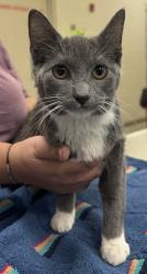 Shelter Stray Male Cat last seen 106th St and Lantern Rd, Fishers City, IN, 10501 Hague Rd, Fishers, IN 46038, USA