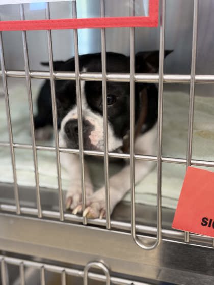 Shelter Stray Female Dog last seen Unknown, Memphis, TN, 935 Farm Rd, Memphis, TN 38134, USA