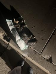 Found/Stray Unknown Cat last seen (In between ). Crawford St and water st, Bakersfield, CA 93305