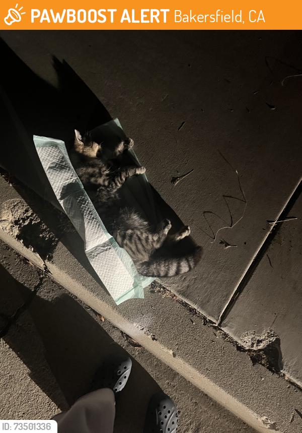 Found/Stray Unknown Cat last seen (In between ). Crawford St and water st, Bakersfield, CA 93305