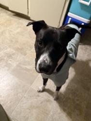 Reunited Male Dog last seen Santee Elementary, San Jose, CA 95122