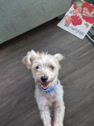 Lost Male Dog last seen Faith Rd Jake Alexander Rd, Salisbury, NC 28146