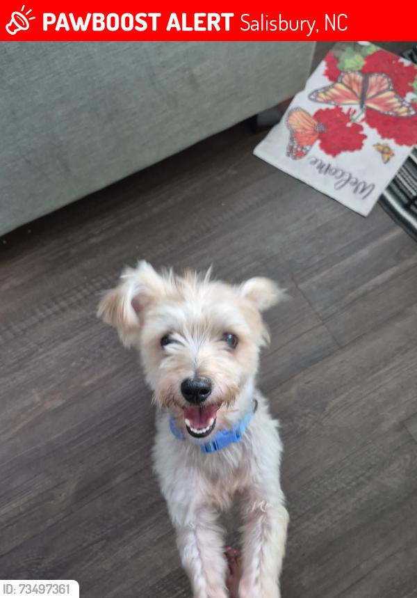 Lost Male Dog last seen Faith Rd Jake Alexander Rd, Salisbury, NC 28146