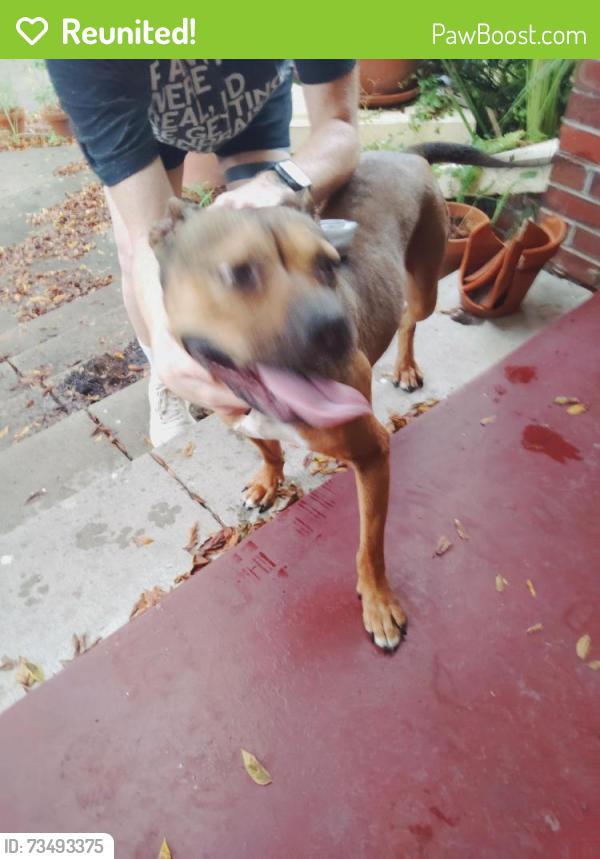 Reunited Female Dog last seen N. 13th St and Powhatten, Tampa, FL 33604