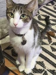 Lost Male Cat last seen Vista del valle crest drive, Hemet, CA 92544